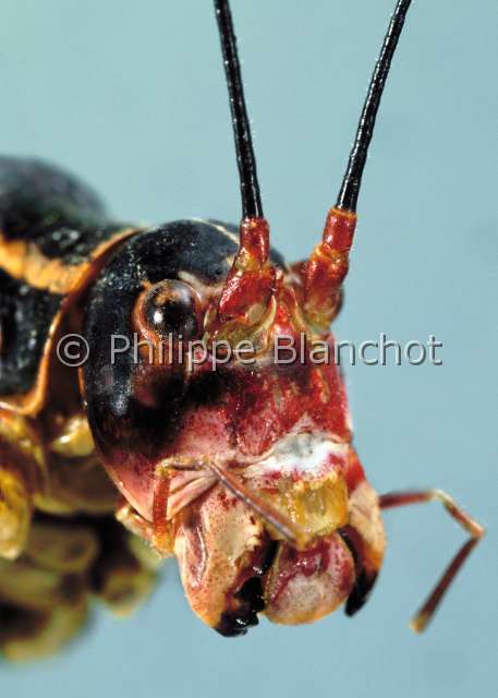 Tettigonidae Croatie.JPG - Sauterelle (Portrait)Bush cricketOrthopteraTettigoniidaeCroatie
